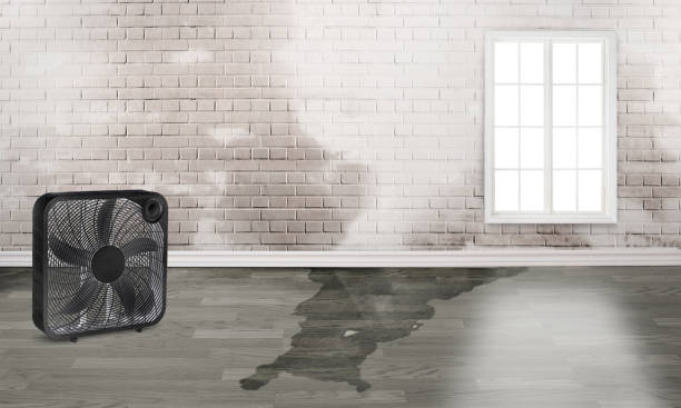 Best Professional water damage repair  in Corning, CA
